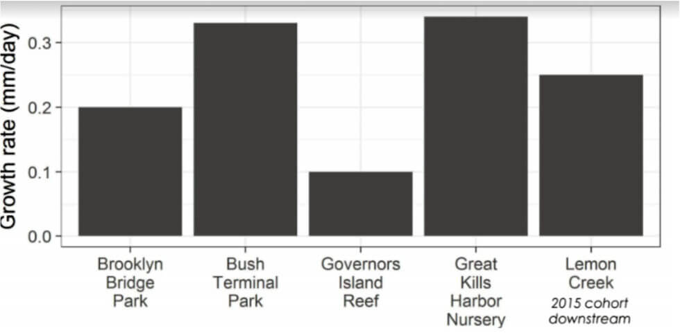 Figure 4. Oyster growth rates at five locations across New York Harbor.