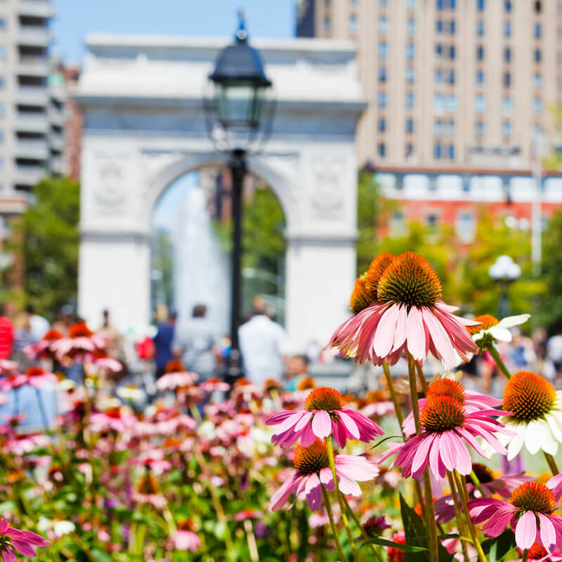 Washington Square Arch viewed from the south, with summer flowers in the foreground