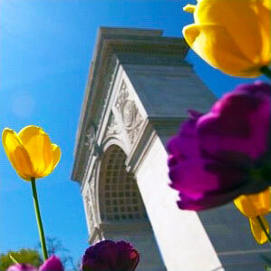 Angled view of the Washington Square Arch with close-up of tulips